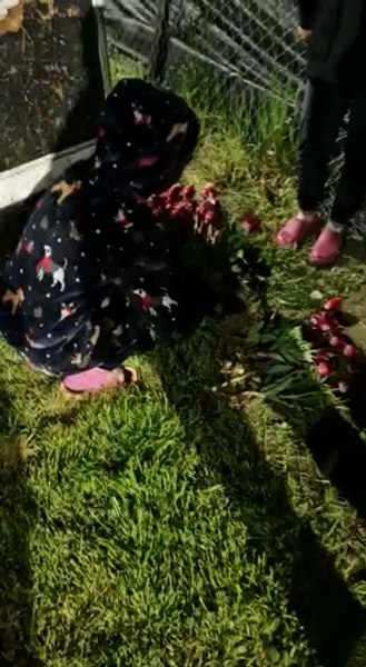Lalelele din Târgoviște, furate de hoți. Florile erau vândute la Capitală VIDEO