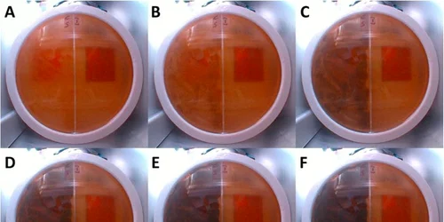 Medii de cultură cu mostre ale mucegaiului Cladosporium sphaerospermum FOTO Space Tango via Business Insider