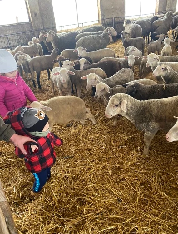 Mulți micuți nu au văzut în viața lor o mioară FOTO familia Cojanu
