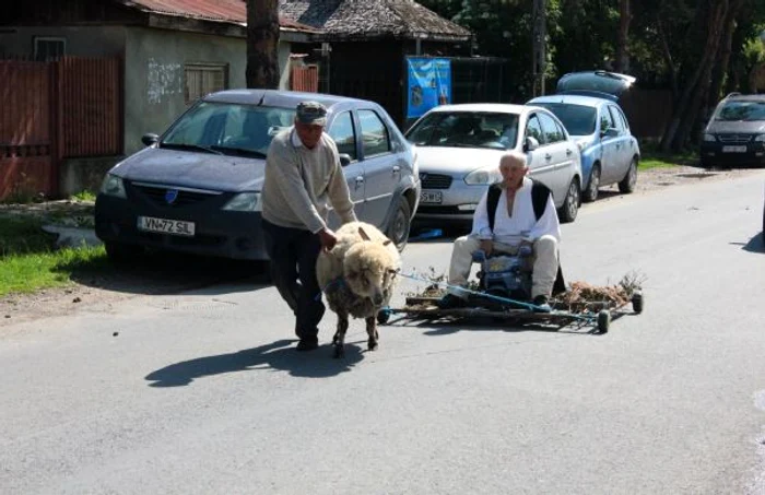 Ţăranul sărac a înhămat oaia la bici-grapă