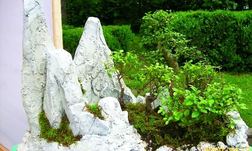 Bonsai şi suiseki, artă de mii de ani jpeg