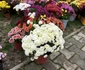 Crizantemele oferite / Foto: Facebook