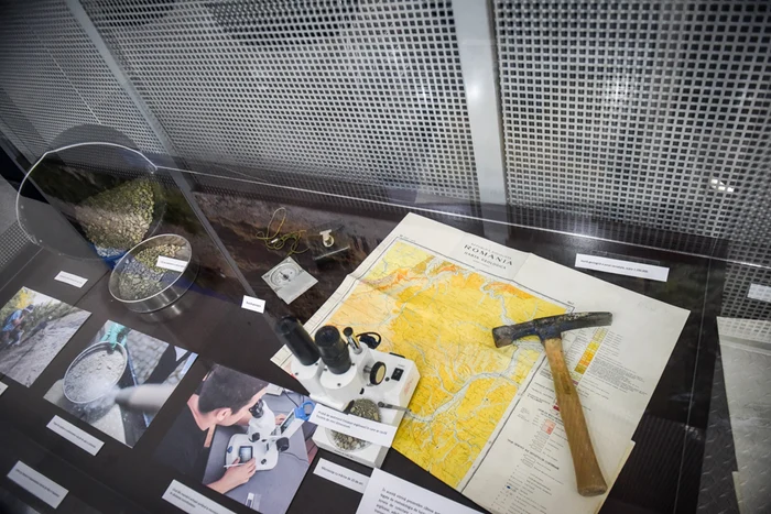 O nouă specie de rechin a fost descoperită de cercetători