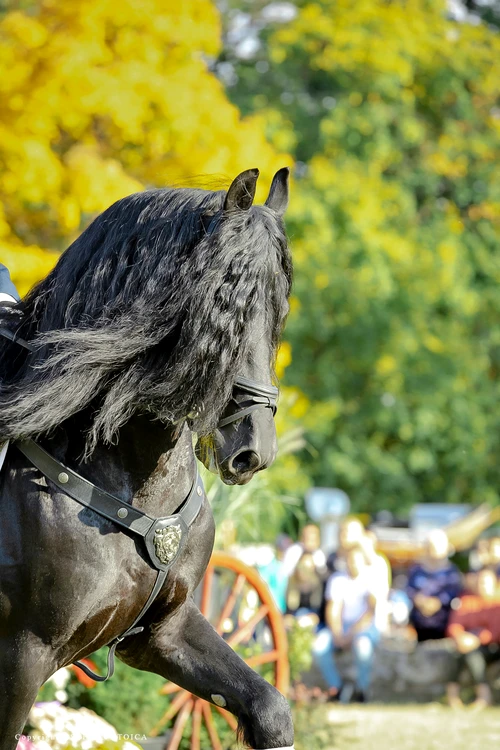 Karpatia Horse Show. Sursa foto: advertorial