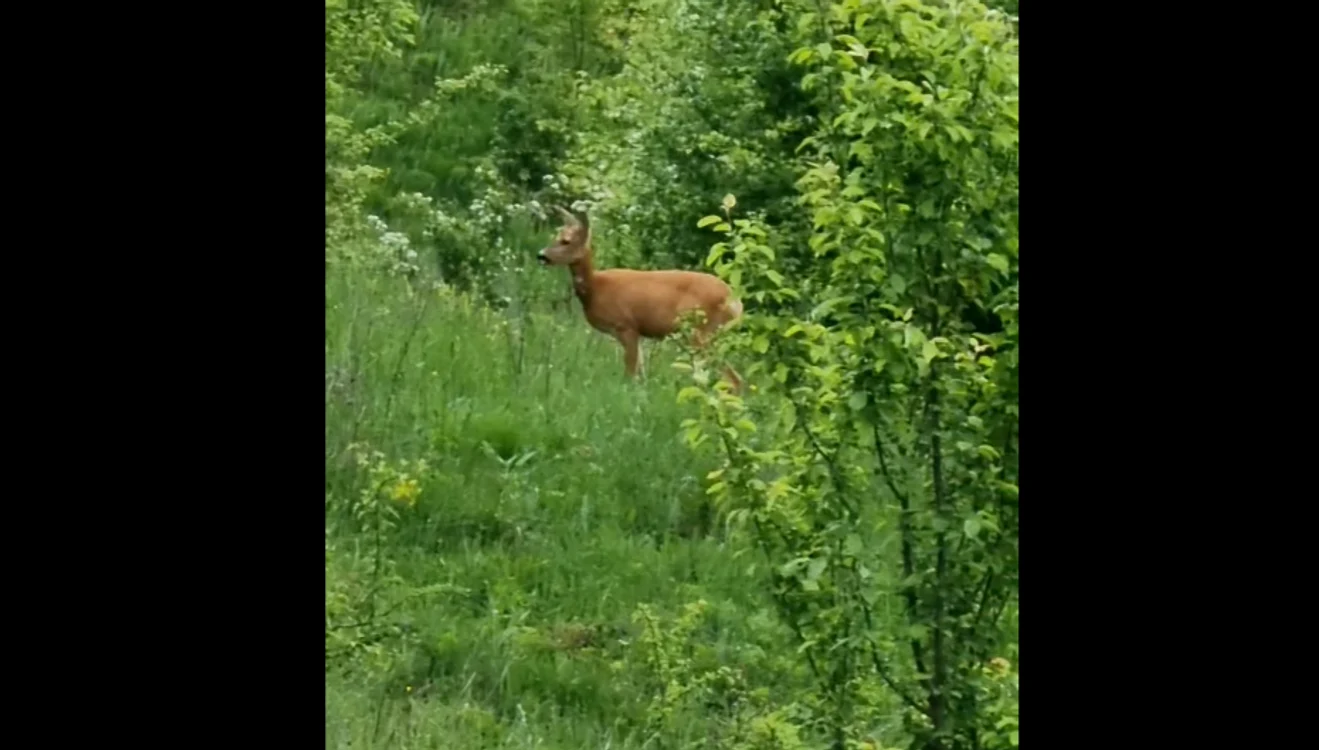 Caprioară în pădure. FOTO Ocolul Silvic Sturzeni