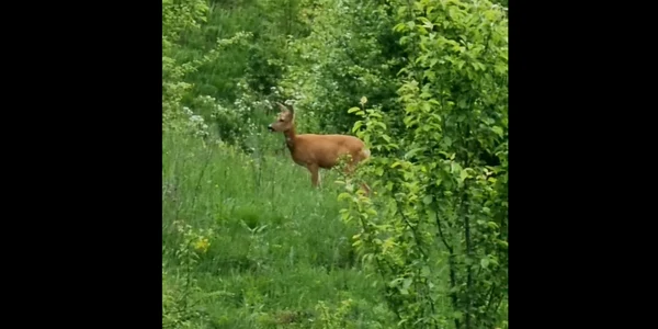 Caprioară în pădure  FOTO Ocolul Silvic Sturzeni png