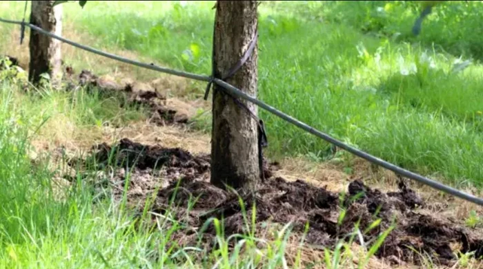 Lucrări în livadă în luna martie. Fertilizarea pomilor / foto: agrointel.ro