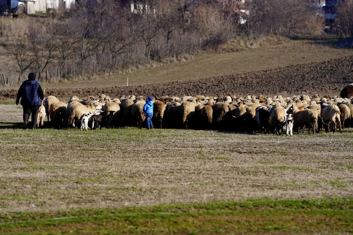 În Vâlcele numărul crescătorilor de animale a scăzut enorm FOTO: Ionelia Nucă