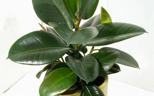 1 65662 original jpg jpeg