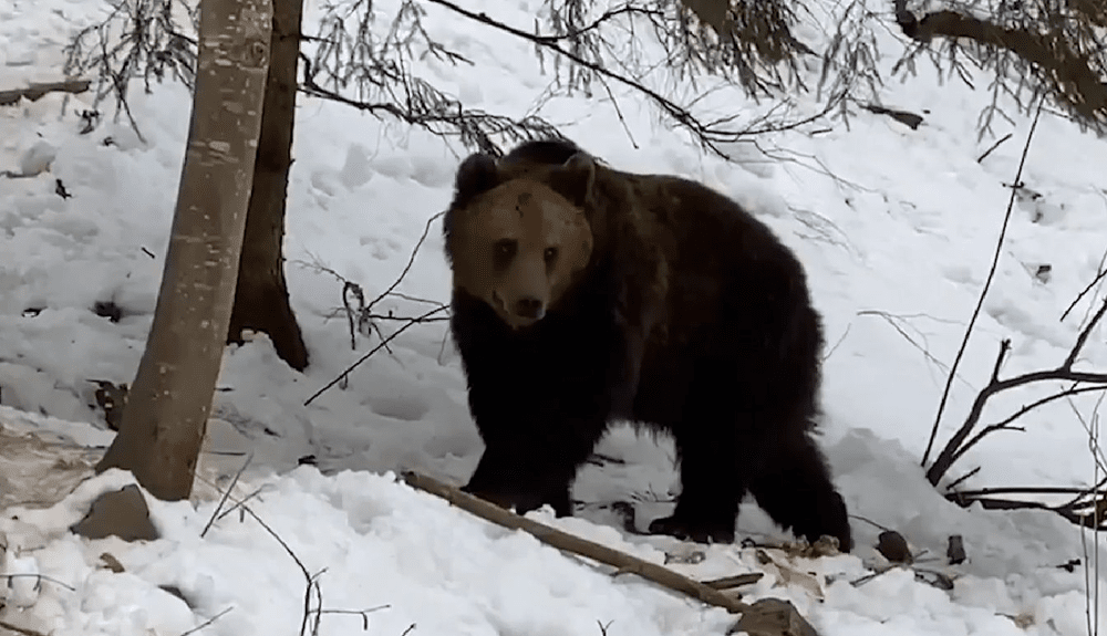 Câți urși sunt în România. În ce localități fac prăpăd animalele sălbatice și ce despăgubiri a plătit statul