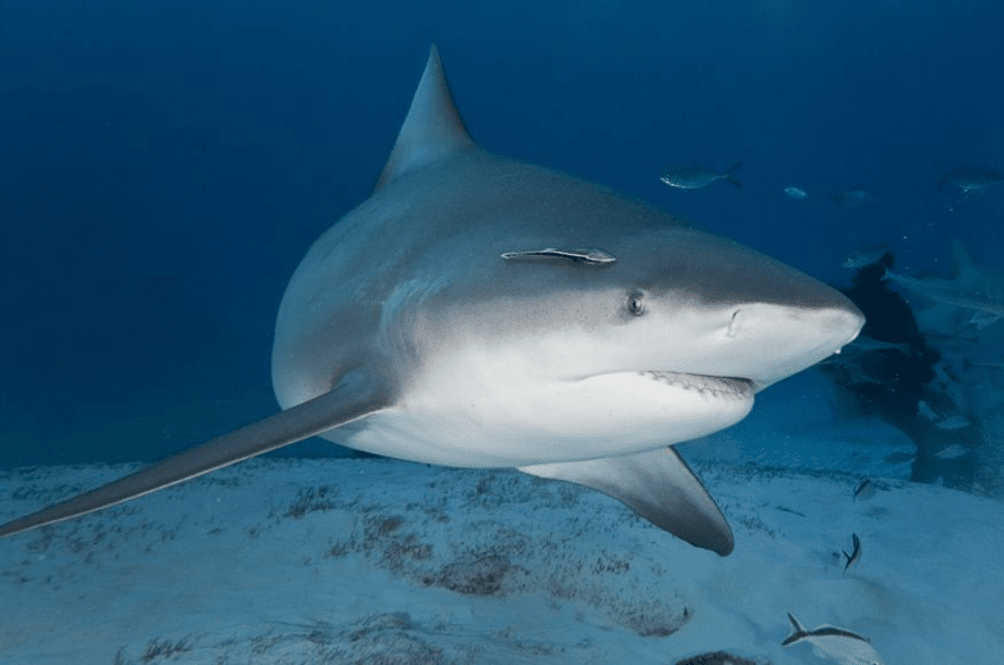 Turistă pe un vas de croazieră, ucisă de un rechin în Bahamas FOTO