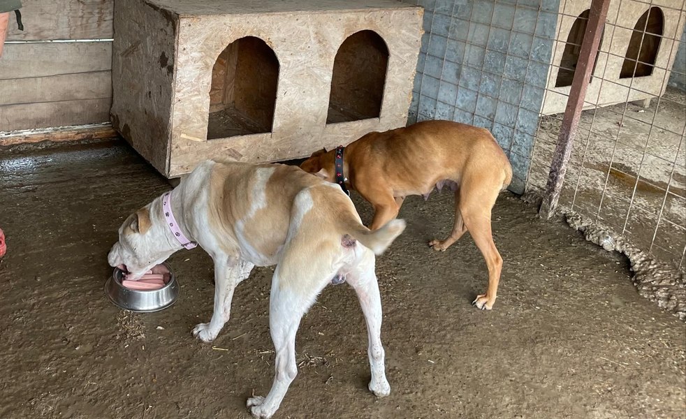 Câini Amstaff înfometați în ultimul hal de stăpân. Au fost găsiți bolnavi și extrem de slăbiți 