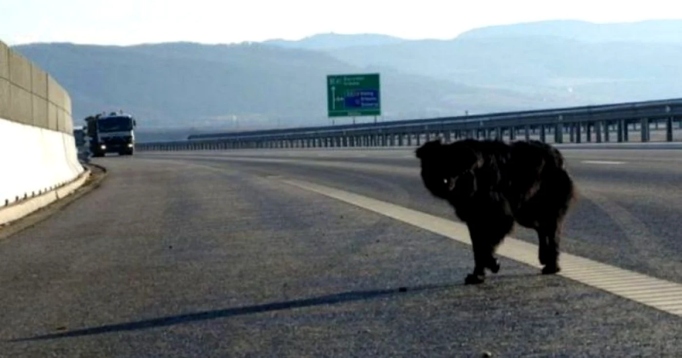 Şoferii au semnalat deseori prezenţa unor animale pe autostrăzi. Foto: arhivă Adevărul