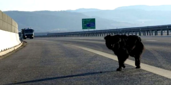 caine autostrada