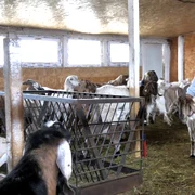 buzau nepalezul subas jpg