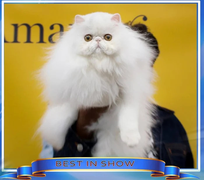 WHITE R` US LYSIANE jpg