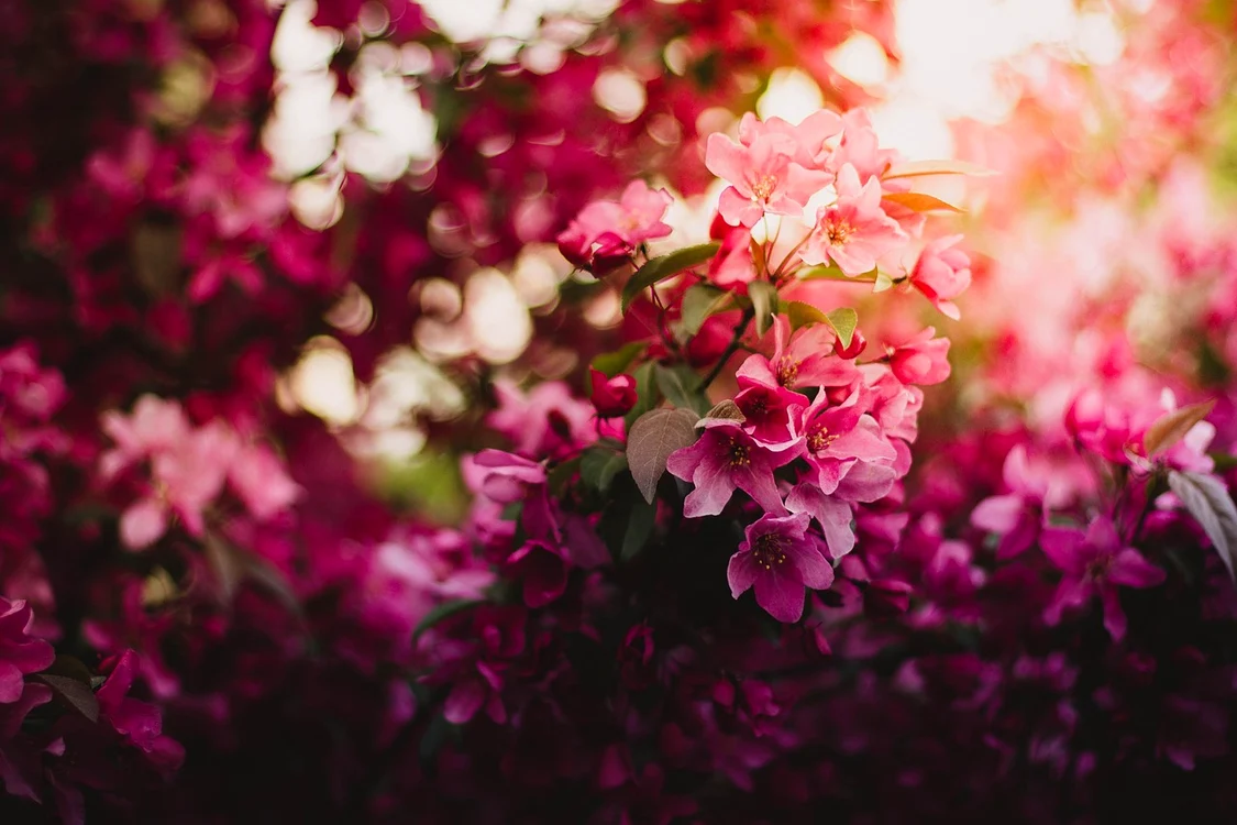 Sfaturi pentru îngrijirea florilor - Foto: Pixabay