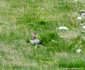 Animale sălbatice în Munții Retezat Sursa Parcul național Retezat (7) jpg