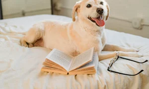 pexels samson katt 5255255 jpg