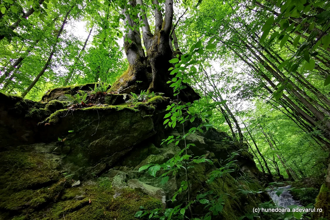 Valea Rea. Foto: Daniel Guță. ADEVĂRUL