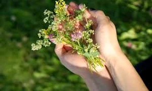 aroma de busuioc alunga migrena jpg 0 jpeg