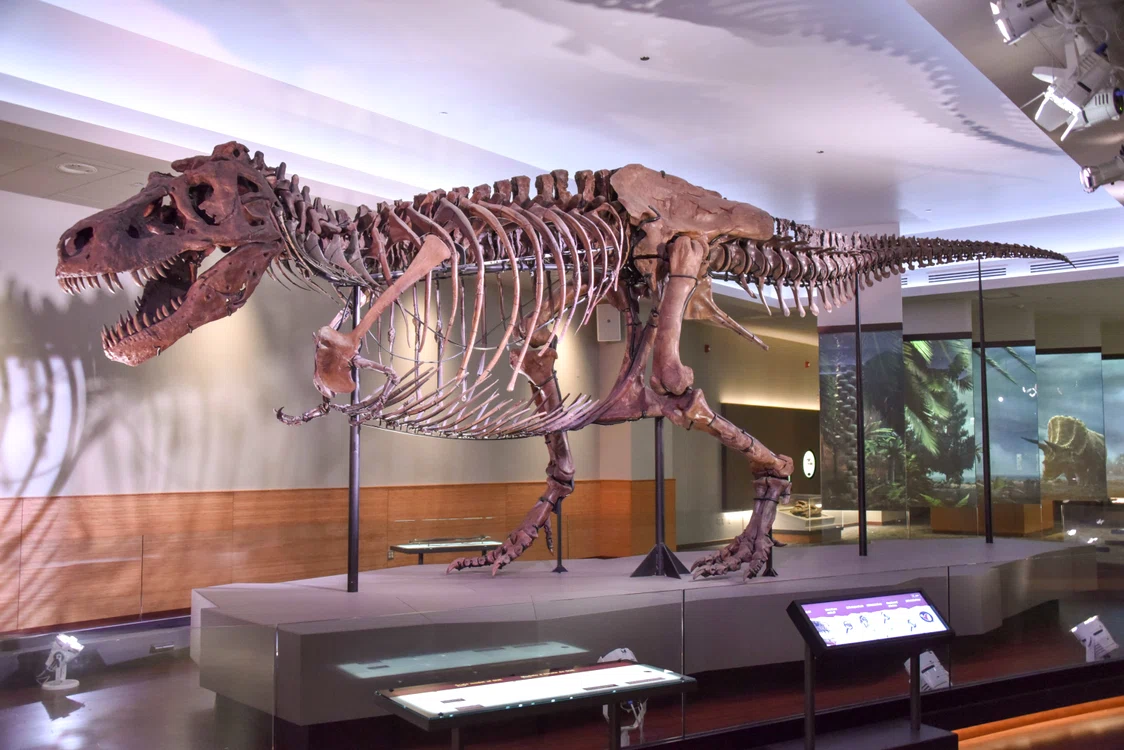 Sue este cel mai bine conservat schelet de T-Rex. FOTO: Wikipedia