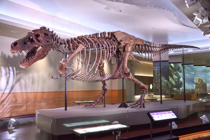 Sue este cel mai bine conservat schelet de T-Rex. FOTO: Wikipedia