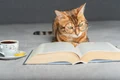 bookzone 356675 png