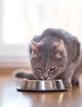 foto pisica logo Whiskas jpg