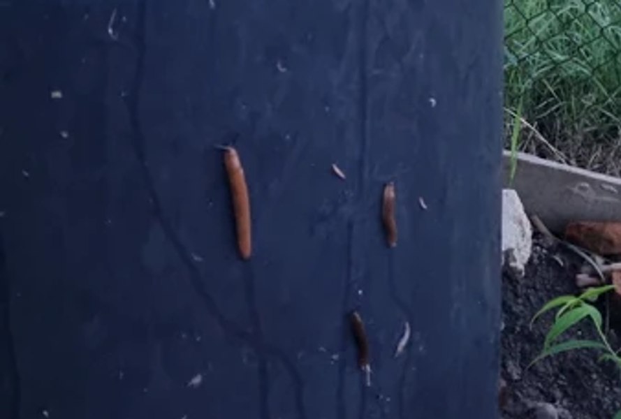 De ce este limaxul un dăunător de speriat. Cercetătorul Costel Vânătoru: „Atacă toate plantele verzi” VIDEO