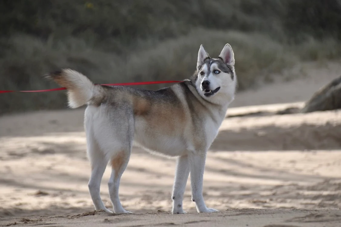 Fetiţa a fost muşcată de faţă de un câine Husky. Foto: Pixabay.com