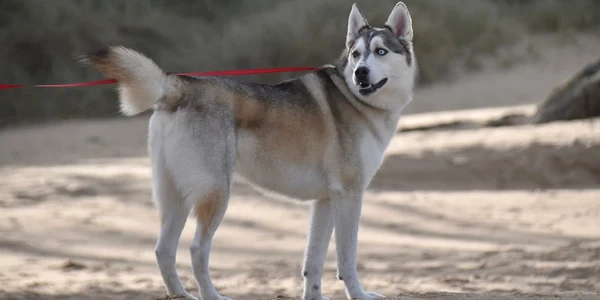 caine husky pixabay.com