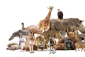 animale shutterstock jpg