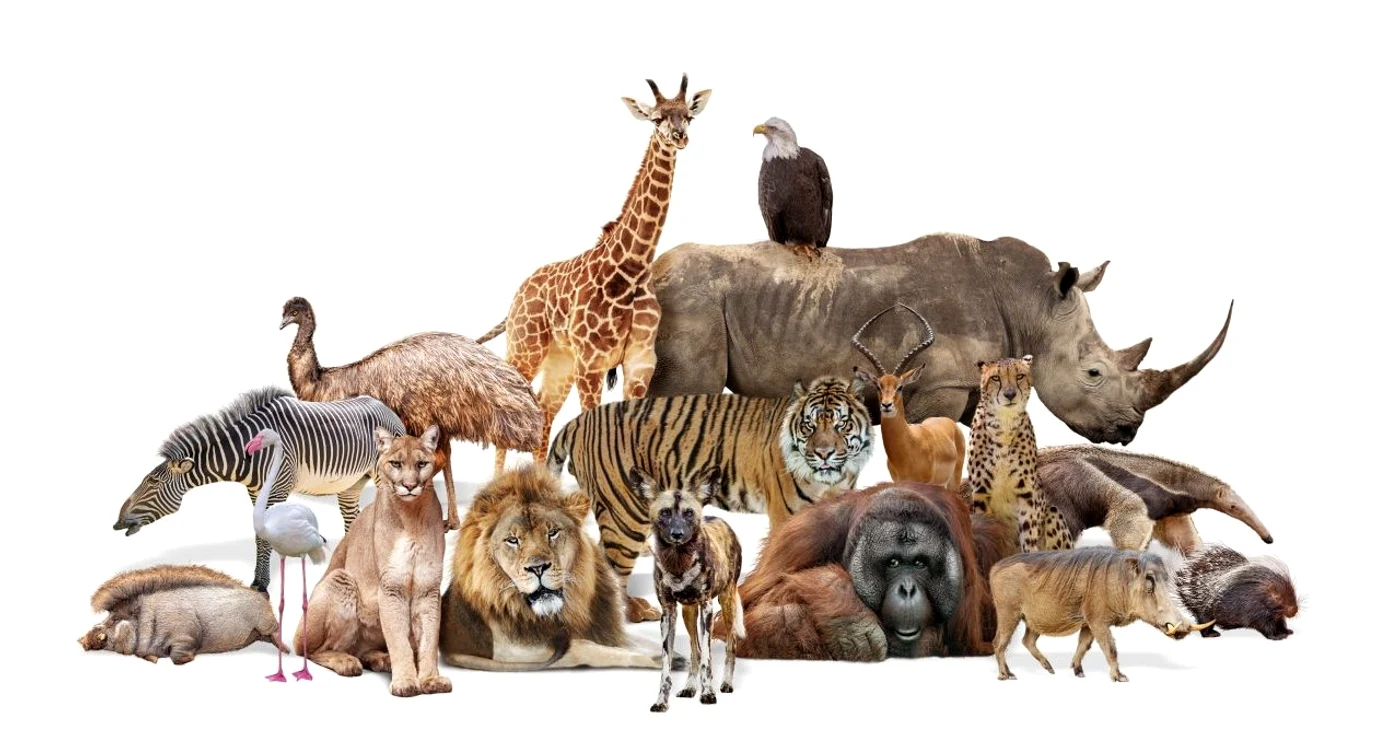 Pot animalele să miroasă frica oamenilor? / foto: Shutterstock