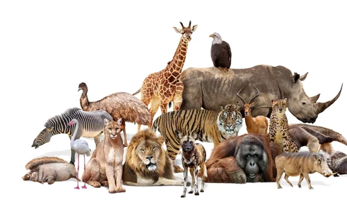 animale shutterstock jpg