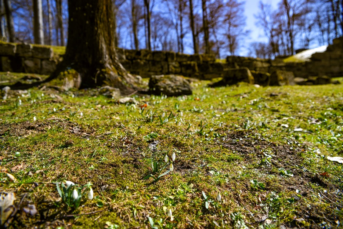 Ghiocei în Sarmizegetusa Regia. Foto: Administrația Sarmizegetusa Regia.