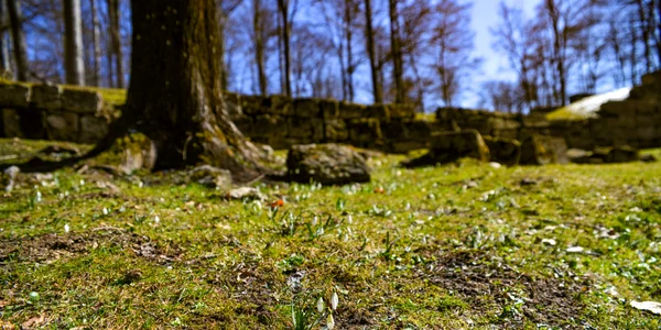 Sarmizegetusa regia  Foto Administrația Sarmizegetusa Regia (2) jpg