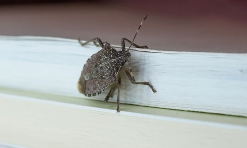 shutterstock 545724670 jpg