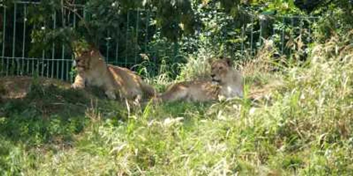 Doi lei se vor alătura celor existenți, deja, la Zoo Ploiești. Foto arhivă Adevărul Ploiești