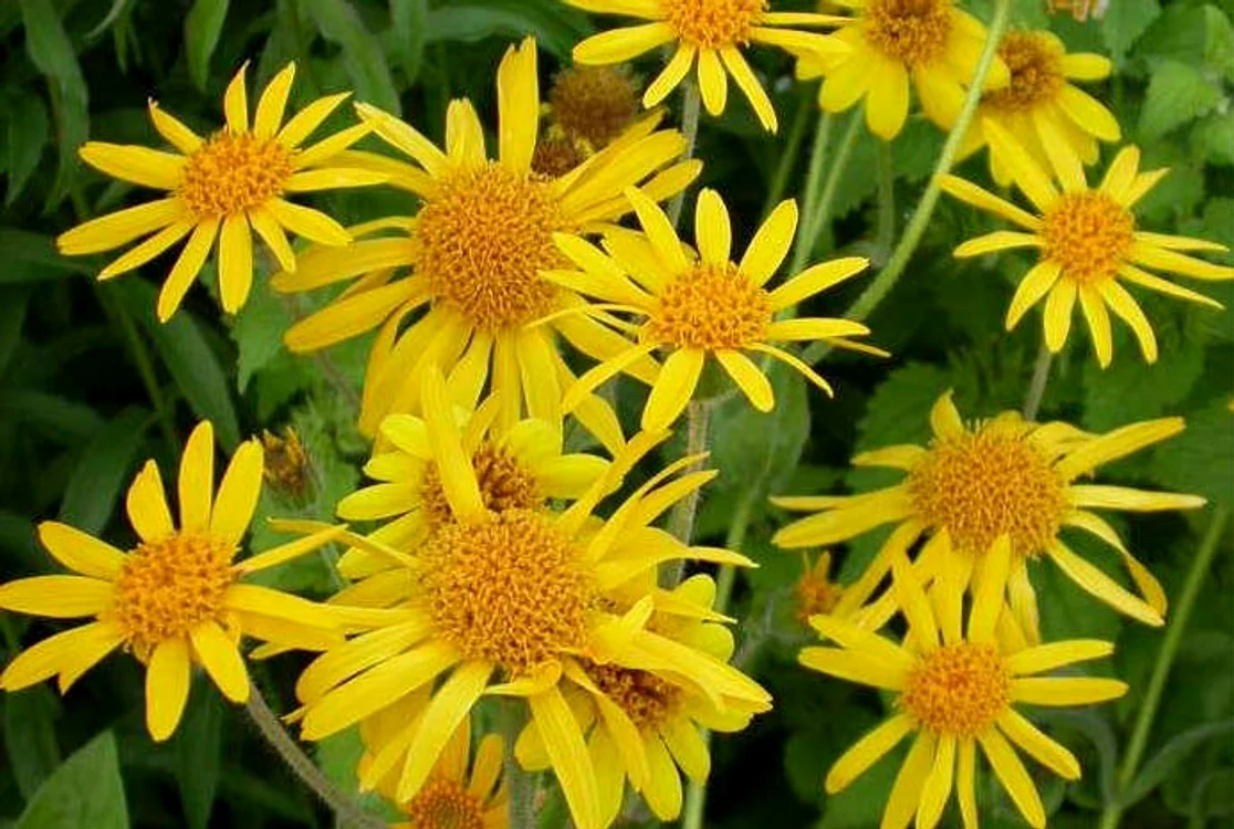 
    Arnica  