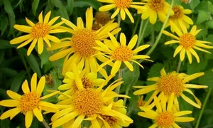 arnica jpeg