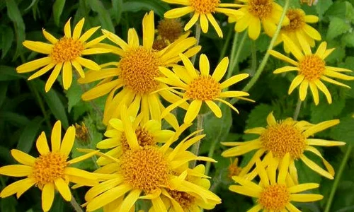 arnica jpeg