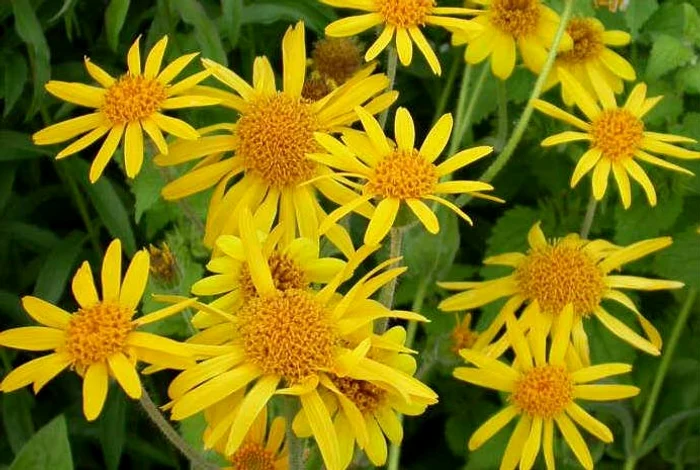 Arnica