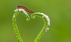 Ziua inimii este sărbătorita chiar şi de natură jpeg