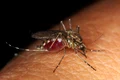 mosquito 4406812 1920 jpeg