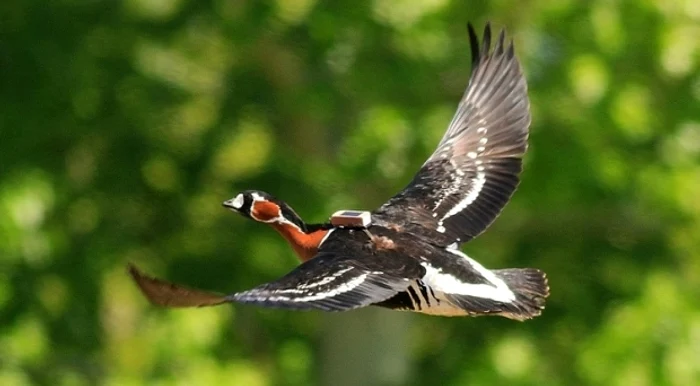 
    Emilia zburase 10.000 de kilometri până să ajungă în RomâniaFoto: SOR  