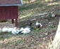 gradina zoo resita