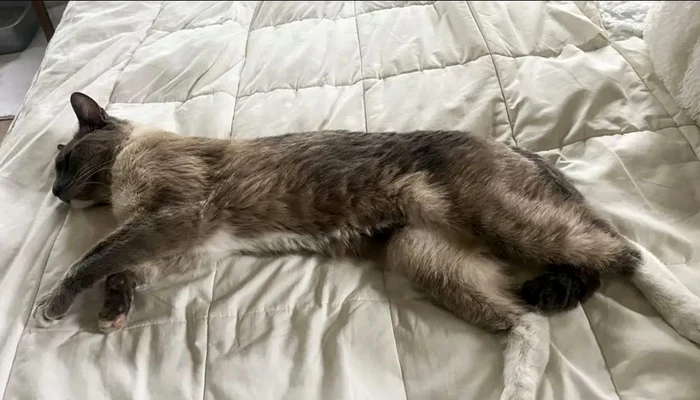 Motanul a dispărut în luna iunie. FOTO: Captură video