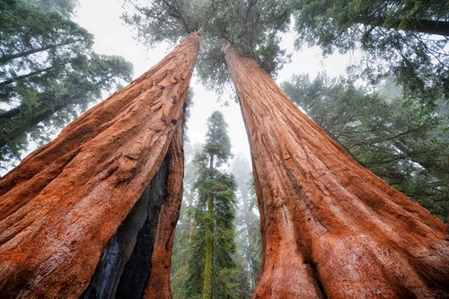 sequoia big2 X3 jpg jpeg