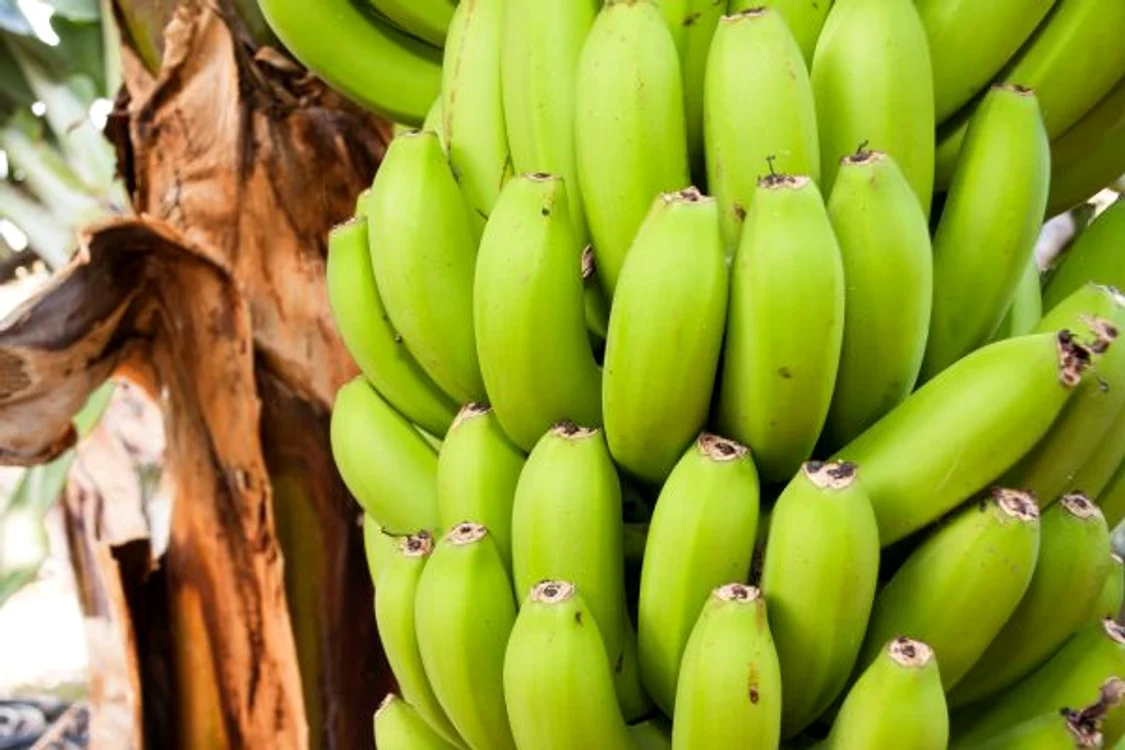 
    Amidonul rezistent din bananele verzi ajută la menținerea sănătății tractului digestiv.www.clickpentrufemei.ro  